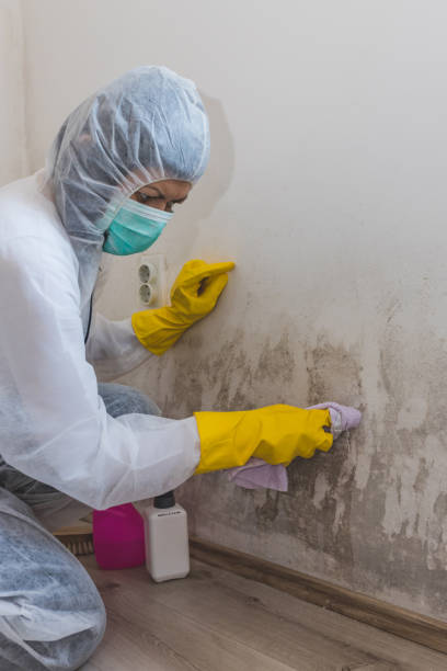 Best Environmental Consulting for Mold Prevention  in Lyndhurst, OH